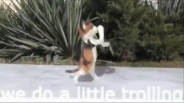 We do a little trolling Song (EXTENDED)