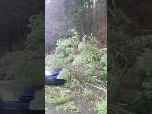 Copac cazut Azuga