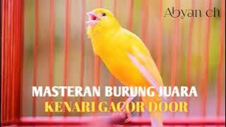 sekali putar kenari lain langsung nyaut cocok buat pancingan kenari paud