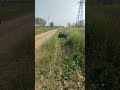 High horsepower lawn mower mowing.