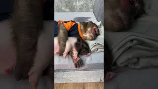 YoYo Jr sleep with the piglet so cute