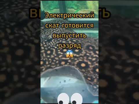 Электрический скат готовится дать разряд ШОК!!! #скат #разряд #ток #шок #электричество #shorts
