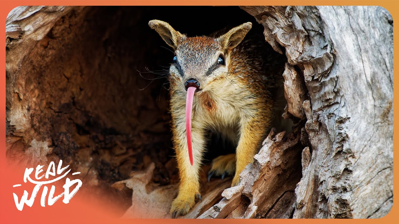 The Most Unusual Predators in Australia: Numbats, Quolls & Dibblers (2025)