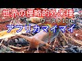 【超危険】アフリカマイマイの正体(侵略的外来種)マイマイ捕獲して観察【小笠原諸島】母島