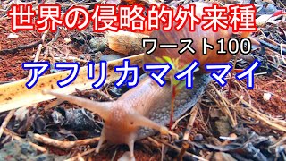 【超危険】アフリカマイマイの正体(侵略的外来種) 広東住血線虫 検索動画18 【超危険】アフリカマイマイの正体(侵略的外来種) 広東住血線虫 検索動画 18