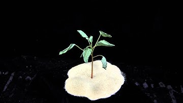 Glufosinate (SOA 10) Palmer amaranth angle 1