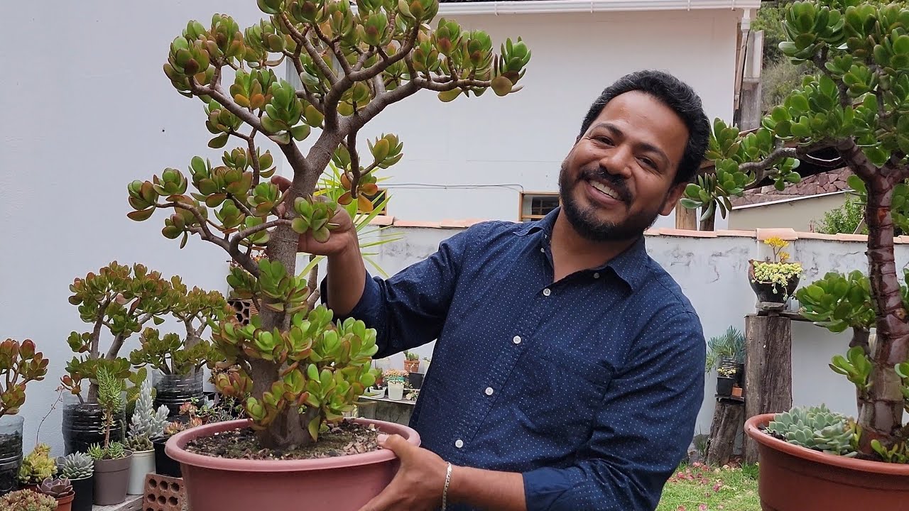 CRASSULAS OVATAS más GRANDES en mi colección de SUCULENTAS | #Isaaculentas | Tips y más  😉👌