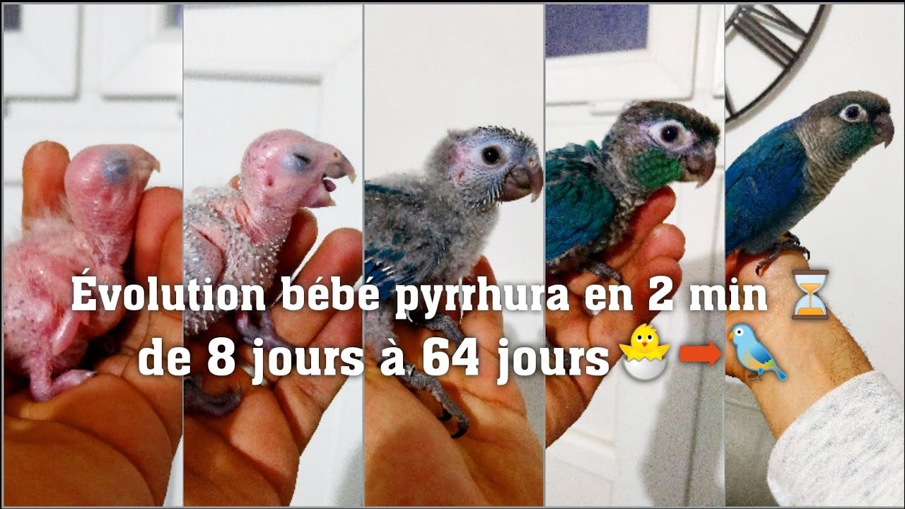 Evolution Bebe Pyrrhura Turquoise Violet En 2 Minutes 8 Jours A 64 Jours Youtube