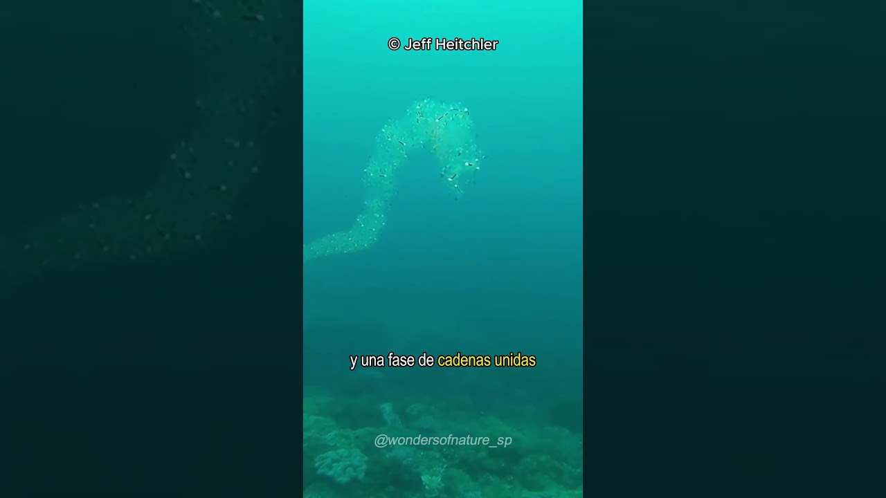 "SALPAS: Los Pequeños Héroes del Océano y Claves de la Evolución" 