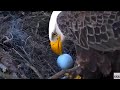 New Bald Eagle Eggs At NEFL Eagle Cam