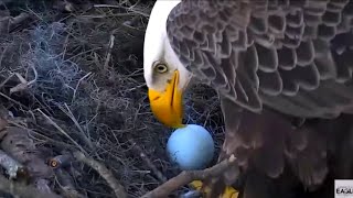 New Bald Eagle Eggs At NEFL Eagle Cam