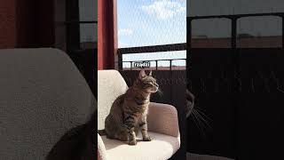 BALKON I KWIATY #kot