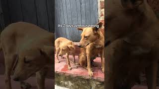 Kindly request for support towards food. #dog #subscribe #youtube #shorts #usa #uk #germany #share