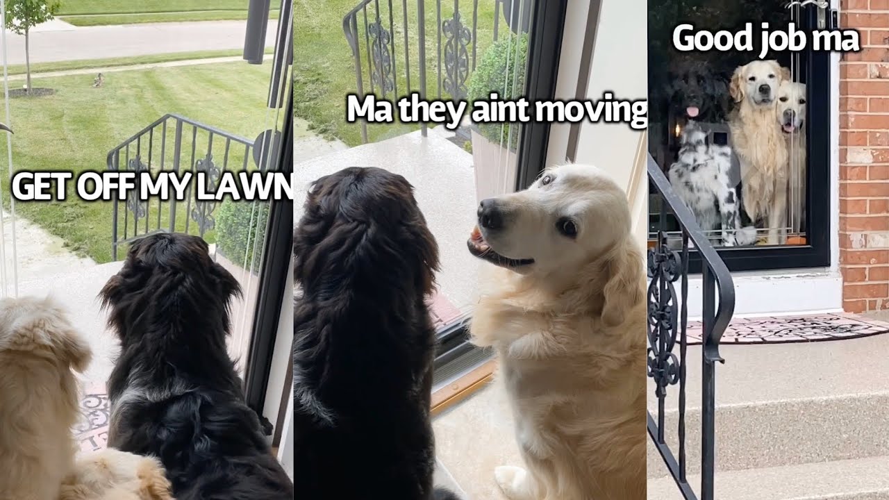 Dogs Alert Human To Intruders YouTube