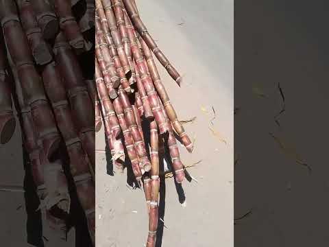 Muuza Miwa Mbagala Kijichi Karibuni Wateja