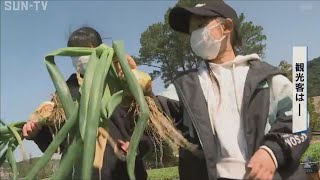 「イングランドの丘」で新タマネギの収穫体験