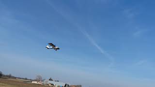 E-flite Twin Timber 1.6 m