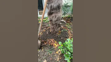 Готовимся к Зиме, Утепляю КОРНИ ПАЛЬМ🌴