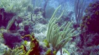 Scuba Diving the Riviera Maya