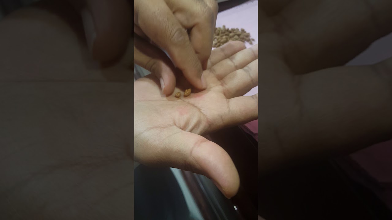 كيف تفرق بين البن الخولاني مع غيره Youtube