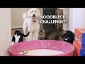POOL CHALLENGE 2 - OOBLECK! DOG vs CATS: WHO WILL WALK THROUGH OOBLECK?