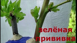 apricot grafting at the end of may // прививка абрикоса в мае