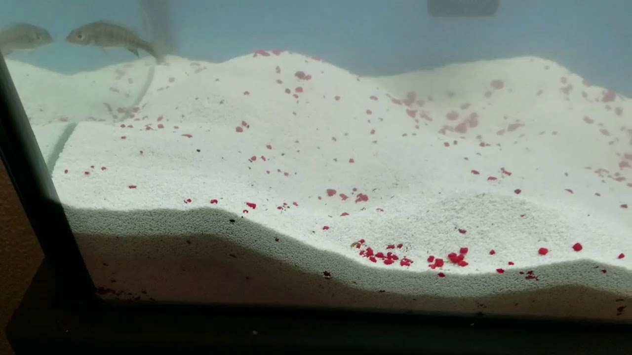 Cichlid tank Cleaning and gravel removal. - YouTube - Cichlid-Sand-Types-And-Removal