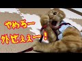 外が気になる猫にハーネスつけたら反応がかわいかったw