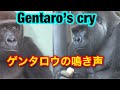 Gentaro was made to cry by Momotaro🌸モモタロウに泣かされたゲンタロウ【 Gorilla ゴリラ】京都市動物園