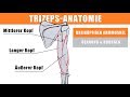 Anatomie Trizeps – langen Trizepskopf trainieren – Trizeps  Dehnen
