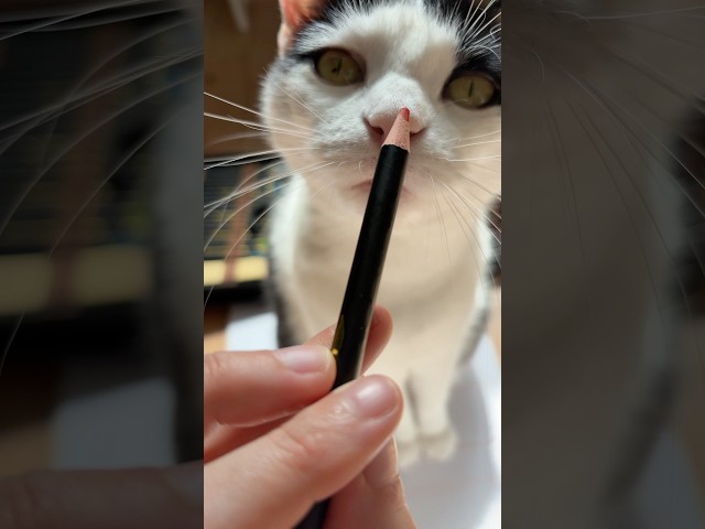 My Muse #asmr #sketch #cat