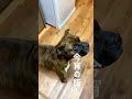 【閲覧注意】ヤバすぎる生肉爆食い犬の飯www【飯テロ/MUKBANG】#shorts