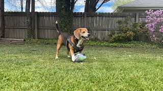 GO Fetch Squeaky Dog Toy by SylvanSport 272 views 1 year ago 22 seconds