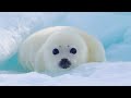 アザラシの赤ちゃんです。僕はまだ生まれたばかりなので、ちょっとシャイです。あしからず。