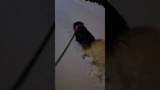 Всем привет от Батурика 🐕🇩🇪💌🇬🇪🍀🙏