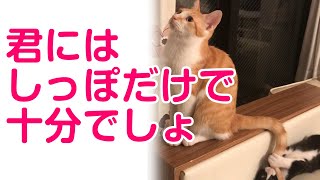 しっぽだけで遊び相手をする猫がかわいい♪