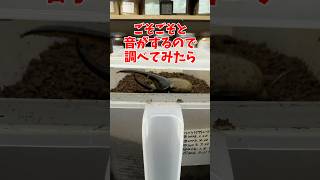 【衝撃】ごそごそしていると思ったらヘラクレスオオカブトが羽化していた!