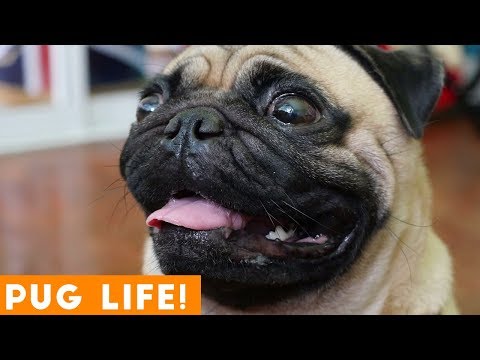 pug-life!-cutest-and-funniest-pug-animal-compilation-2018-|-funny-pet-videos