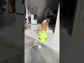 Golden Retriever Angry with Owner #shorts #dogs
