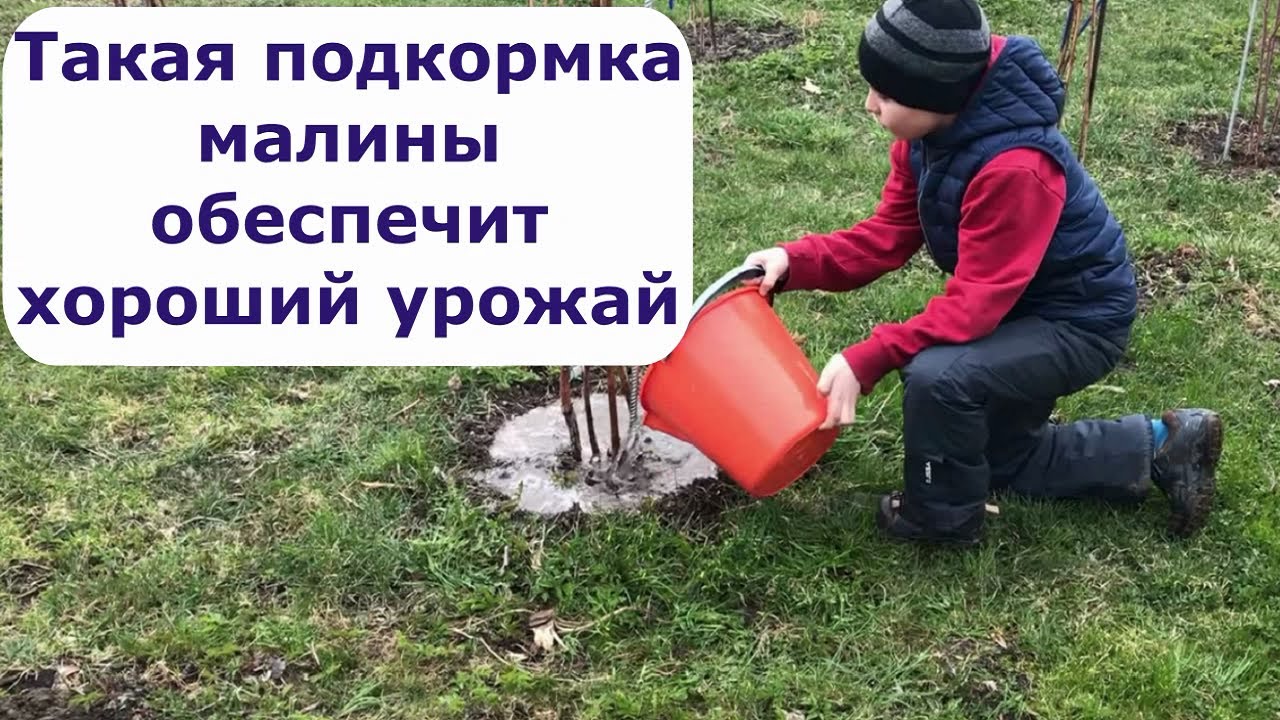 456. Малина! Лучшая подкормка для малины весной.