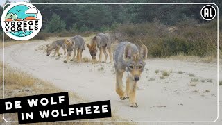 De wolf van Wolfheze | TV | Vroege Vogels
