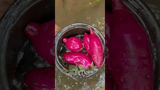 Bro, have you ever had purple sweet potato