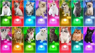 ALL CUTE CATS - SHAKIRA WAKA WAKA - ENEMY - BTS - BLACKPINK - SAVAGE LOVE - BABYSHARK TILES HOP