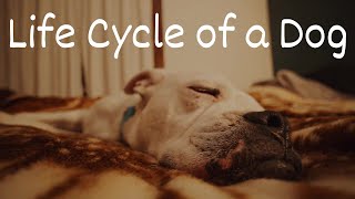 Life Cycle of a Dog
