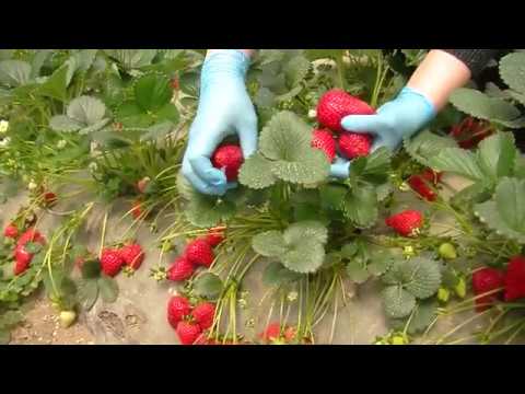 სამეგრელოში ფერმერები გაყიდვების ახალ მეთოდებს ნერგავენ 28 04 20