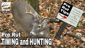 How To Hunt The Pre Rut