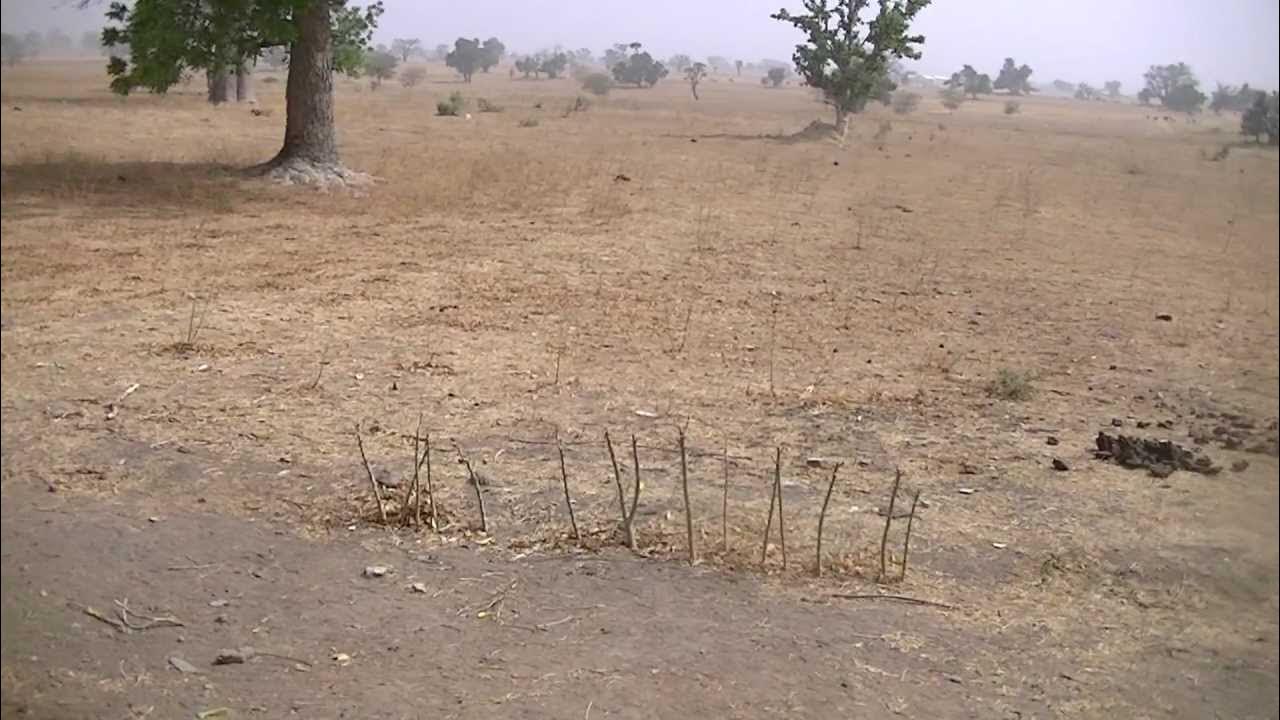 Harvesting Termites Chicken Feed YouTube