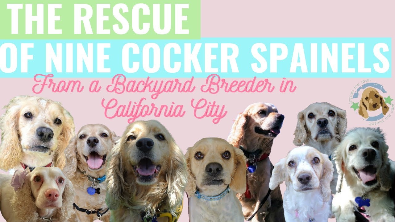 Rescue Of The Backyard Breeder Dogs From California City YouTube