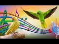 Зажигательные танцы моих попугаев, волнистики и ожереловые! dances of my parrots