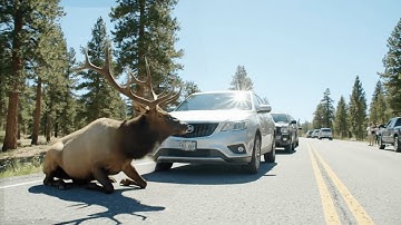 Desperate bull elk stops traffic to beg for its calf’s rescue